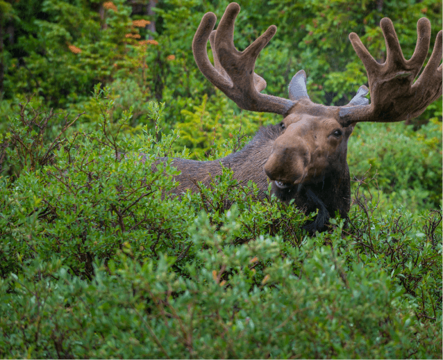 Activité de chasse près du Domaine Forestia Rivière-Rouge, projet de nouveaux terrains à vendre